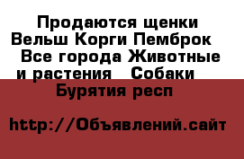 Продаются щенки Вельш Корги Пемброк  - Все города Животные и растения » Собаки   . Бурятия респ.